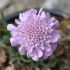 Scabiosa columbaria 'Pink Mist' 