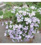 Phlox kelseyi - svetlá forma