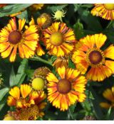 Helenium 'Can can'