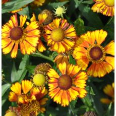 Helenium 'Can can'