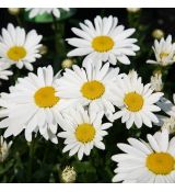 Leucanthemum vulgaris 'Maikonigin'