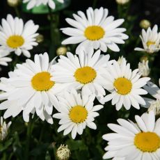 Leucanthemum vulgaris 'Maikonigin'