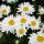 Leucanthemum vulgaris 'Maikonigin'