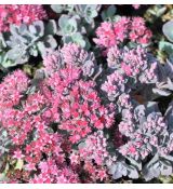 Sedum cauticola 'Lidakense'