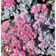 Sedum cauticola 'Lidakense'