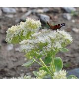 Sedum spectabile 'Brilant'