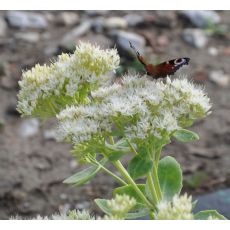 Sedum spectabile 'Brilant'