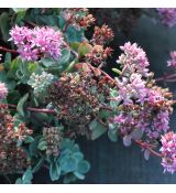 Sedum ewersii