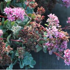 Sedum ewersii