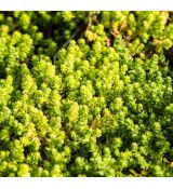 Sedum acre 'Yellow Queen'