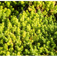 Sedum acre 'Yellow Queen'