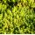 Sedum acre 'Yellow Queen'