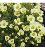 Saxifraga 'Allendale Harvest'