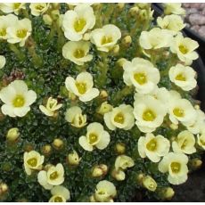 Saxifraga 'Allendale Harvest'