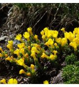 Vitaliana primuliflora susp.tridentata