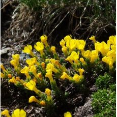 Vitaliana primuliflora susp.tridentata