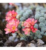 Saxifraga 'Berounka'