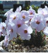 Saxifraga 'Sněhurka'