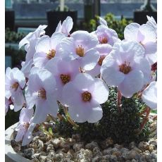 Saxifraga 'Sněhurka'