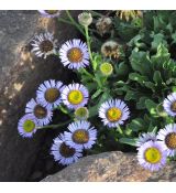 Erigeron glaucus