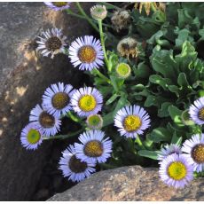 Erigeron glaucus