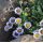 Erigeron glaucus