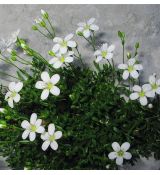 Arenaria gracilis