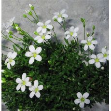 Arenaria gracilis