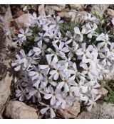 Phlox 'Tiny Buggles'