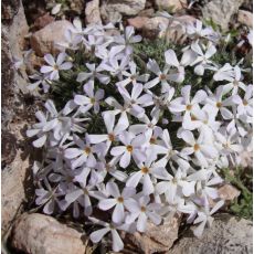 Phlox 'Tiny Buggles'