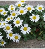 Chrysanthemum arcticum