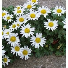 Chrysanthemum arcticum