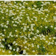 Sagina subulata 'Aurea'