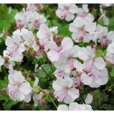 Geranium dalmaticum album