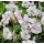 Geranium dalmaticum album