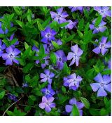 Vinca minor