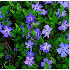 Vinca minor