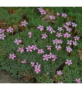 Dianthus  erinaceus