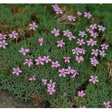 Dianthus  erinaceus