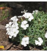 Dianthus 'La Bourboil alba'