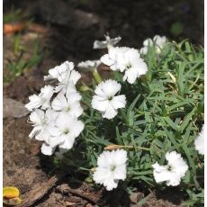 Dianthus 'La Bourboil alba'