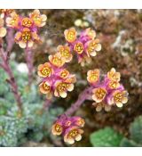 Saxifraga 'Eva hanzlíková'