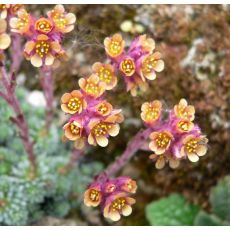 Saxifraga 'Eva hanzlíková'