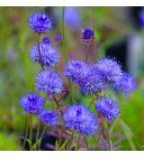 Jasione laevis 'Blue Light'