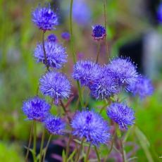 Jasione laevis 'Blue Light'