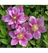 Clematis 'Piilu' 2l