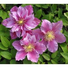 Clematis 'Piilu' 2l