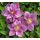 Clematis 'Piilu' 2l