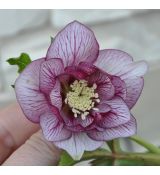 Helleborus Spring Promise® Lilly