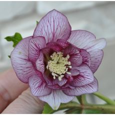 Helleborus Spring Promise® Lilly